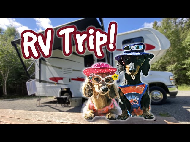 The Dogs Go On a RV CAMPING TRIP!