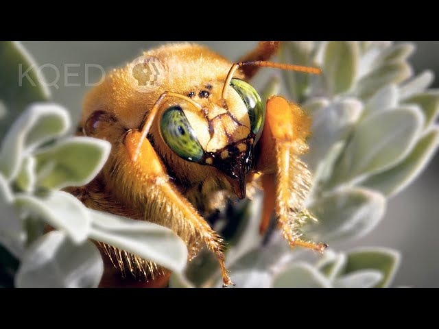 Stop! Thief! Carpenter Bees are Notorious Nectar Robbers | Deep Look