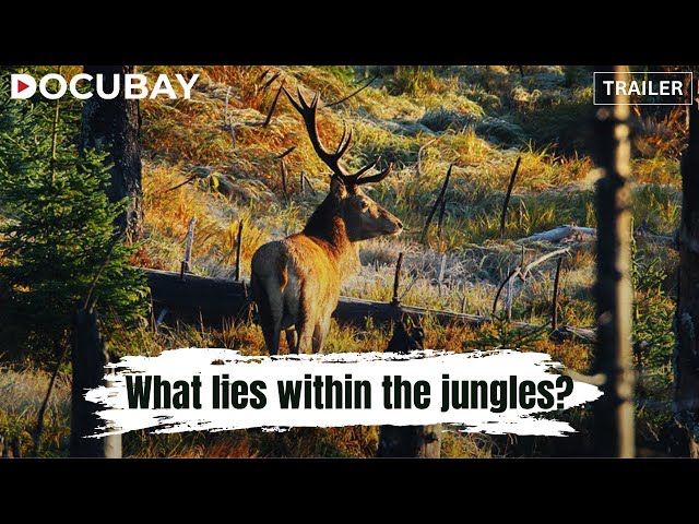 ‘The Bavarian Forest’: An Enchanting World Filled With Dense Woods And Secrets! | WATCH on DocuBay