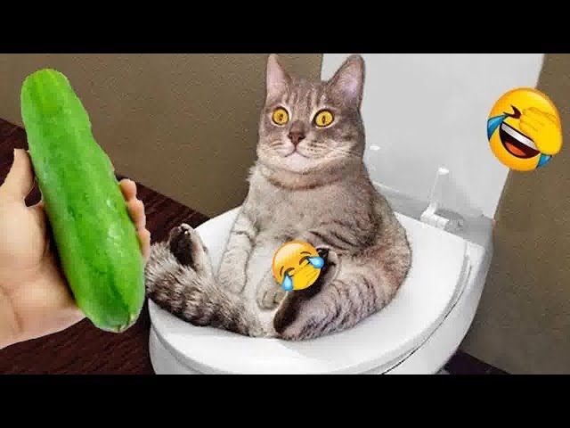 Funniest Cats And Dogs Videos😁- Best Funny Animal Videos 2024😁Part 6