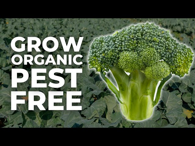 Grow Broccoli ORGANICALLY From Seed to Harvest