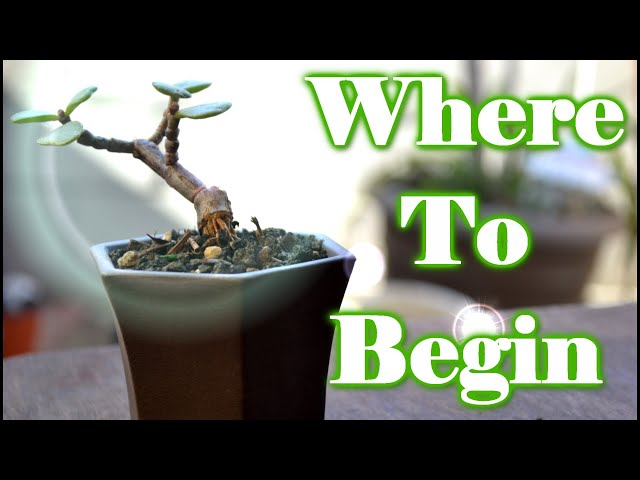 Beginner Elephant Bush Bonsai | Four Examples of How I'd Start Them
