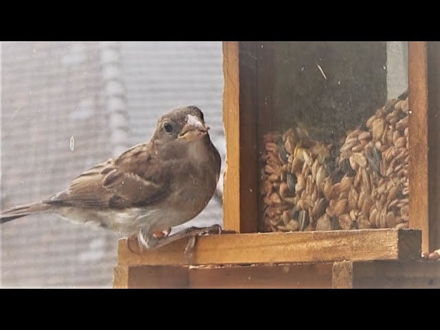 Rettet unsere Singvögel-füttert sie durchgehend das ganze Jahr, weil sonst weitere Arten aussterben