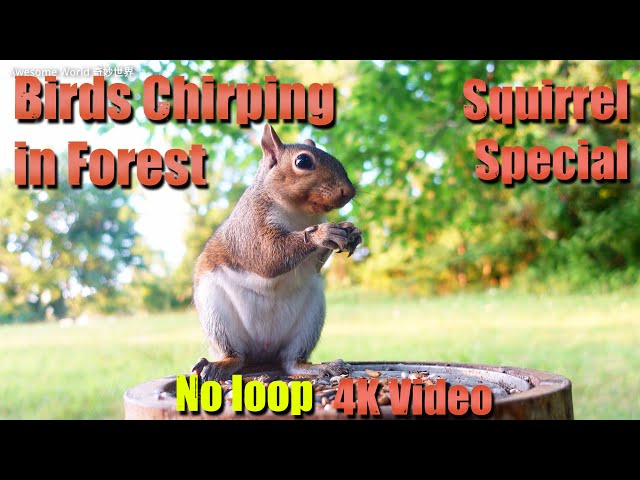 4 HRS Ambience Bird Calls in Forest with Squirrel video, No loop, 4K UHD, Nature Lover, Cat TV, S9-2