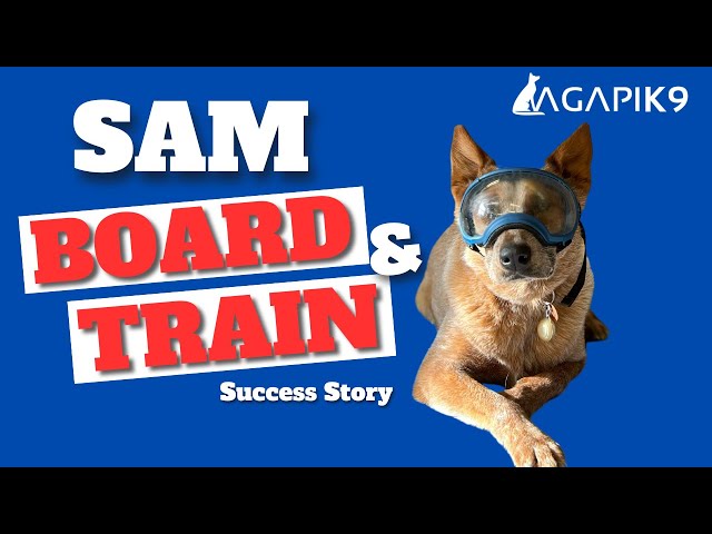 AgapiK9 Board & Train Program - Sam Goes Home!