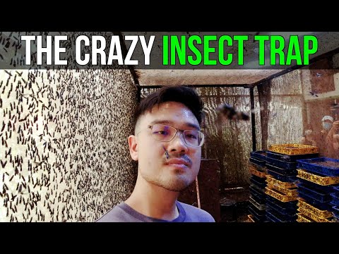 The Crazy Insect Trap