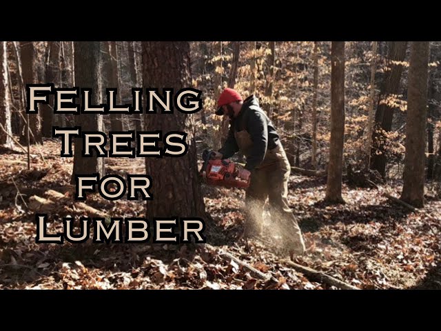 Half The Battle | First Step to Milling Your Own Lumber | January 2024