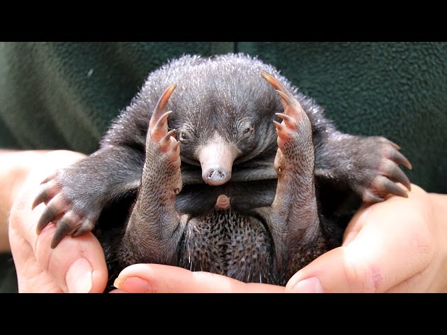 Tiny Echidna Babies Open Their Eyes: ZooBorns