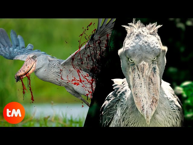 The Most TERRIFYING BIRDS In The World 🦅😱