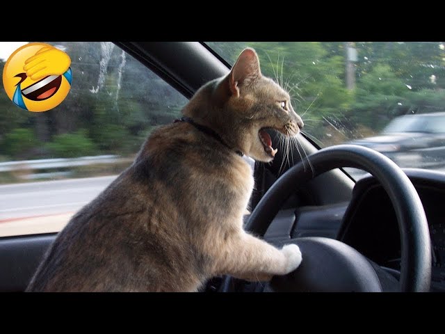 Cute animals Videos Compilation cute moment of the animals - Cutest Animals