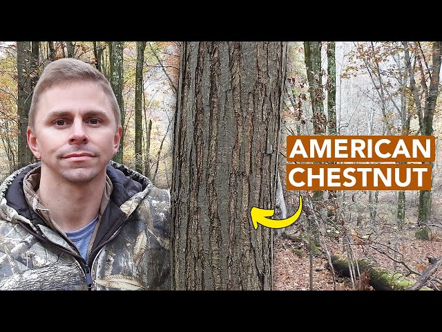 Finding A Decent-Sized American Chestnut Tree