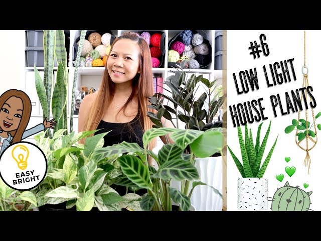 🌿6 House Plants that do well in Low Lighting💡 | Easy Bright unboxing 📦 || A girl with a garden