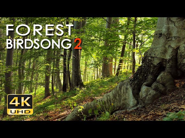 4K Forest Birdsong 2 - Birds Sing in the Woods - No Loop Realtime Birdsong - Relaxing Nature Video