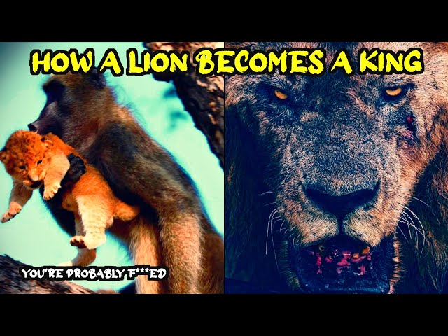 From Cub to King: A Lion's Survival Guide (ft. TierZoo)