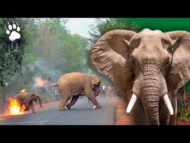 Une cohabitation difficile entre l'éléphant et l'Homme - Territoire - Documentaire Animalier - AMP