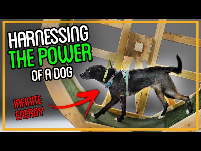 Dog Power?