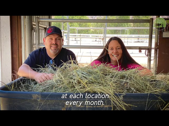 Cows, Horses, Pigs, and More Eat Hay and Feed at the Gentle Barn