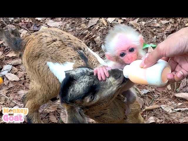 Baby monkey scrambled for milk with goat