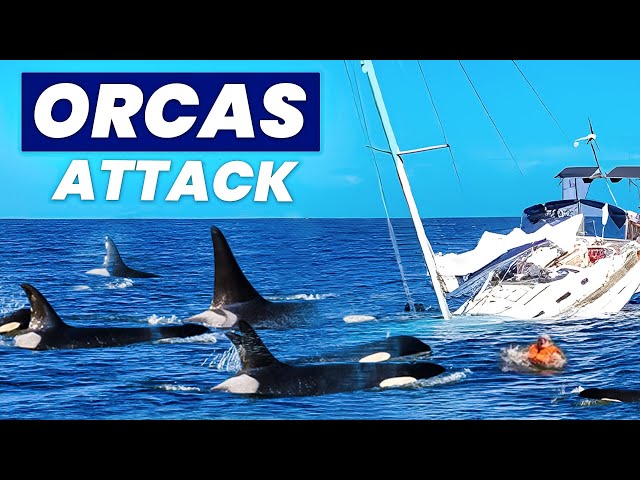 Why Orcas are ATTACKING Human Boats