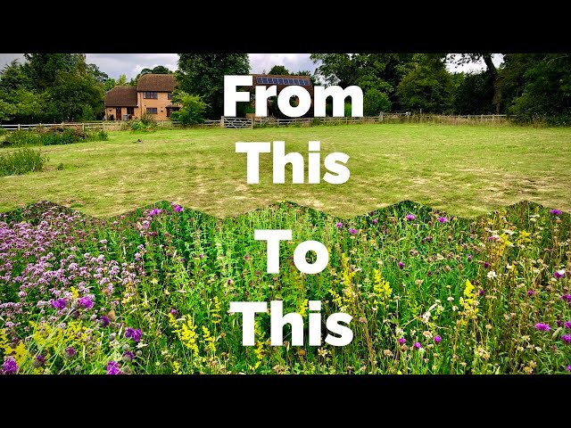 Wildflower Meadow Revisited - 10 Years On - Part 1 - Potato Field to Meadow