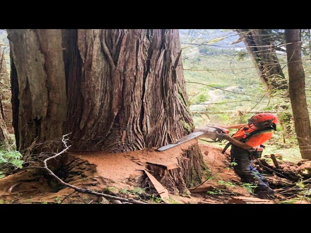 Dangerous Cutting Down Giant Tree Skill Use STIHL Chainsaw Machines, Fastest Tree Felling Methods