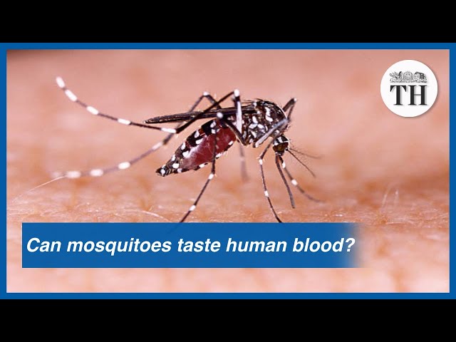 Can mosquitoes taste human blood?