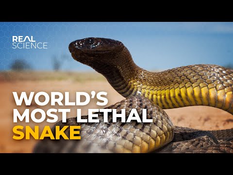 Why This Is the Deadliest Venom in the World