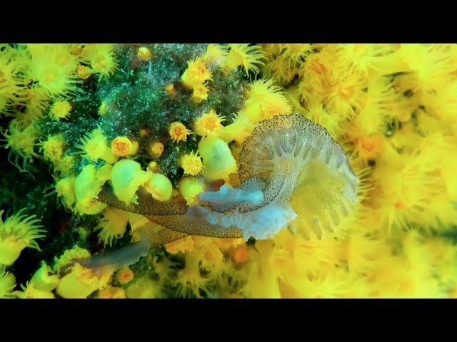 "Killer Corals" of the Mediterranean