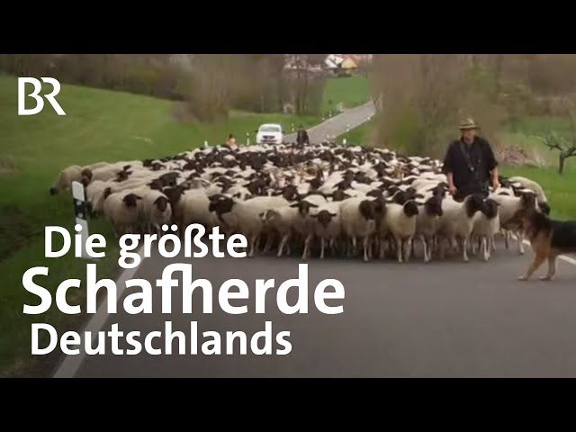 So lebt Deutschlands bester Schäfer | Hütehunde, Schafe, Lämmer | Landwirtschaft | BR