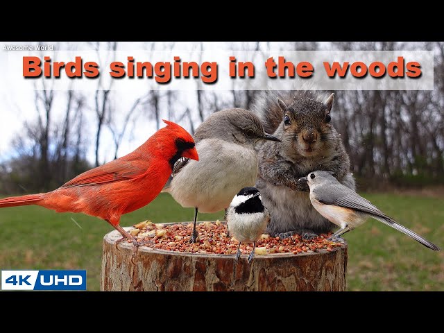 4 HOURS of Birds Singing in the Woods, 4K Cat TV, Bird Video, Relaxing Sound, Awesome World 025