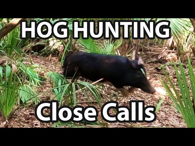 Close Calls while Hog Hunting