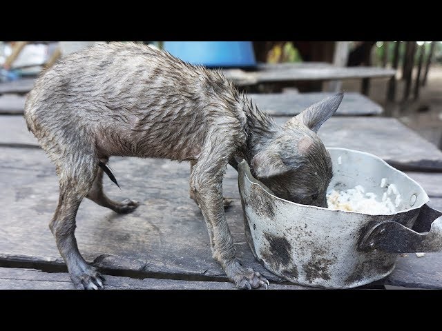 Rescued Little puppy has been starving a long time give food