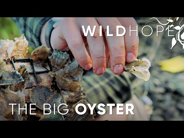 How oyster beds can rebuild New York harbor | WILD HOPE