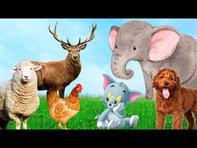 Herbivores, names of animals - Cows, Elephants, Horses, Sheep, Giraffes,...