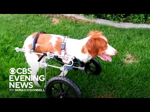 Dog that walks on hind legs after accident serves as inspiration