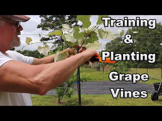 Training And Planting Grape Vines