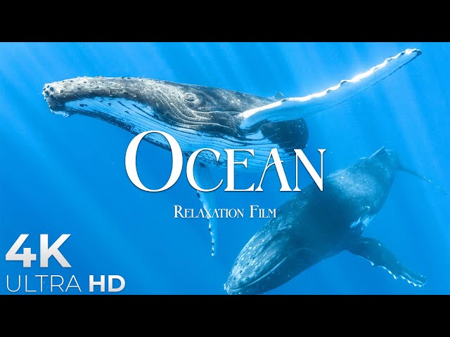 The Ocean (4K UltraHD)- Relaxation Film - Peaceful Relaxing Music - 4k Video UltraHD
