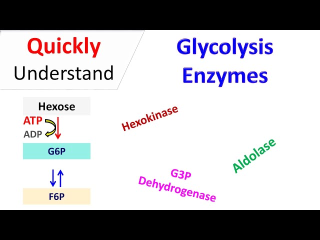 Glycolysis Enzymes