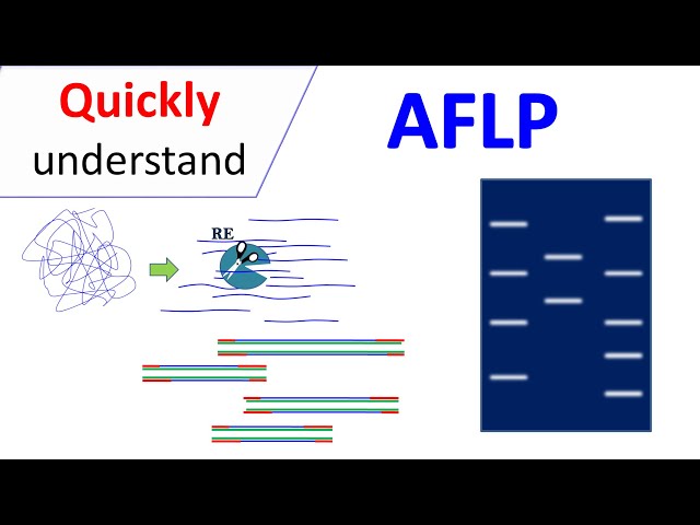 AFLP | Amplified Fragment Length Polymorphism