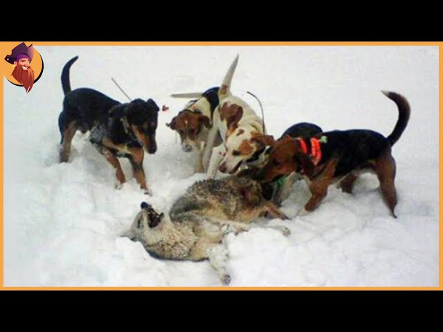 Top 50 Moments When Wolves And Coyotes Were Attacked By Dogs!