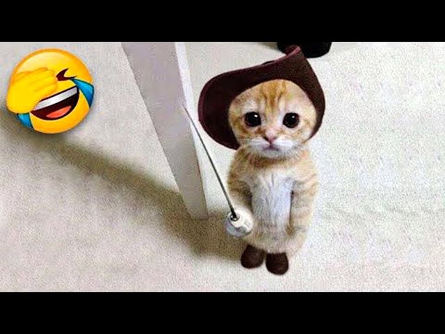 Try Not To Laugh - 1 Hour Of  Funniest Cats and Dogs 😺🐶 |Aww Pets
