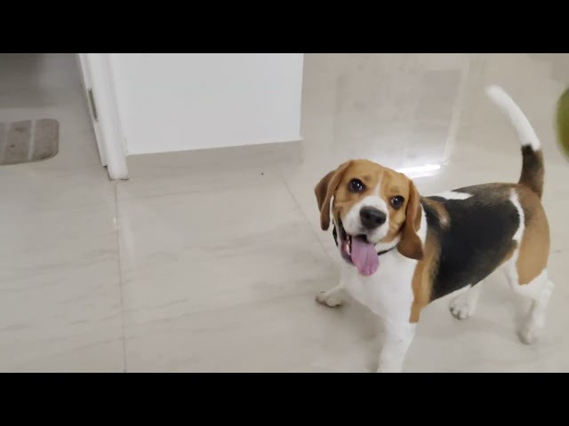cute beagle dog playing with his brother 😍❤️ || cute dog funny video 🐶🐕❤️