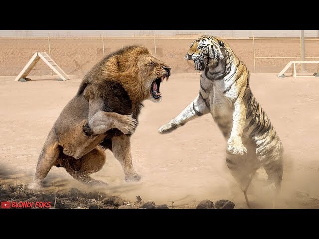 Lion VS Tiger - Tiger VS Lion Amazing Comparison! - Blondi Foks