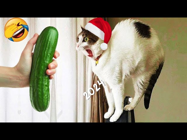 Try Not To Laugh Challenge  😂 - Funny Dogs And Cats Videos😺🐶Part 23