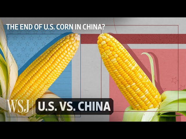 Why China’s Economy Doesn’t Want American Corn Anymore | WSJ U.S. vs. China