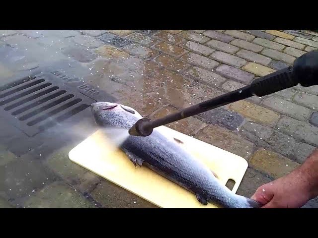 How to clean scales fish in seconds? High Pressure Washer Machine Cleans Everything So Easily
