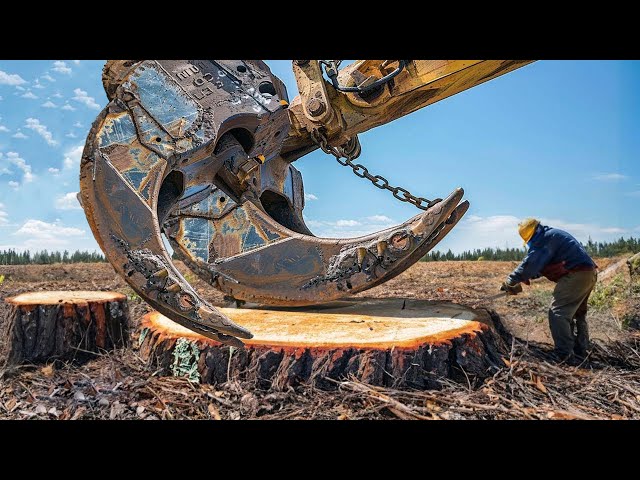 Incredible Monster Excavator Destroy Huge Stump Very Fast, Dangerous Whole Tree Removal Land Mulcher