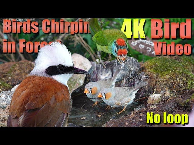 Cat TV | Dog TV! 4HRS of Soothing Birdbath with Birds Chirping for Separation Anxiety, No Loop! A143