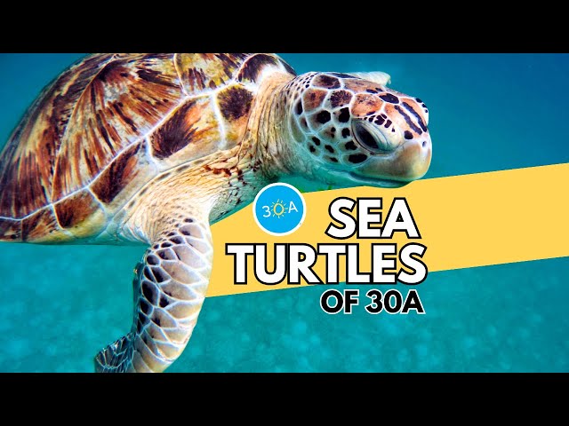 Sea Turtles of Florida 🐢