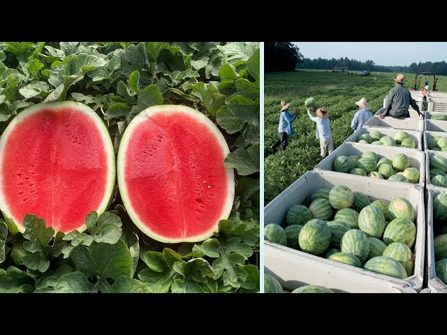 How to Grow Sweet Watermelons - Growing watermelon Technique